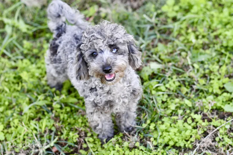 Penny – Poodle - Toy  puppy for sale in Bella Vista, AR