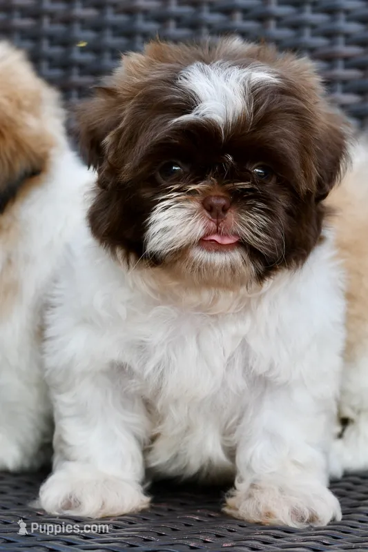 Lucy – Shih Tzu puppy for sale in Bella Vista, AR