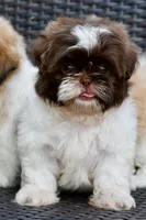 Lucy, a female Shih Tzu for sale in Bella Vista, AR – 1 of 9