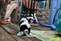 Winnie, a female Cavapoo for sale in Bella Vista, AR – 9 of 9