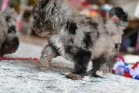 Izzy, a female Poodle - Toy  for sale in Bella Vista, AR – 5 of 10