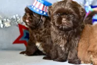 Tootsie, a female Shih Tzu for sale in Bella Vista, AR – 4 of 4