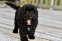 Sam, a male Poodle - Toy  for sale in Bella Vista, AR – 5 of 10