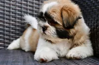 Gizmo, a male Shih Tzu for sale in Bella Vista, AR – 5 of 10