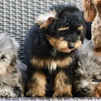 Milo, a male Poodle - Toy  for sale in Bella Vista, AR – 8 of 10