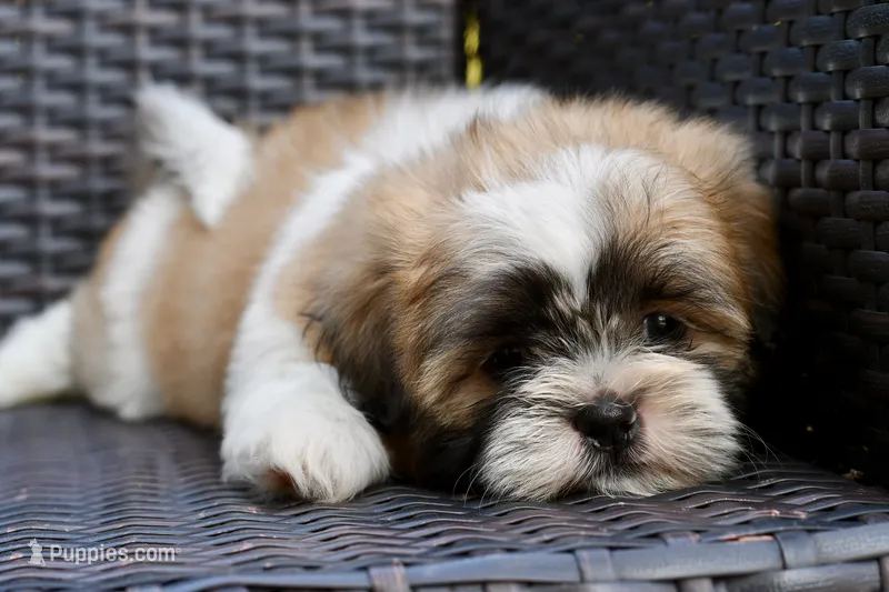 Gizmo – Shih Tzu puppy for sale in Bella Vista, AR