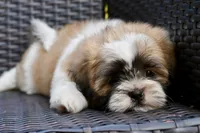 Gizmo, a male Shih Tzu for sale in Bella Vista, AR – 1 of 10