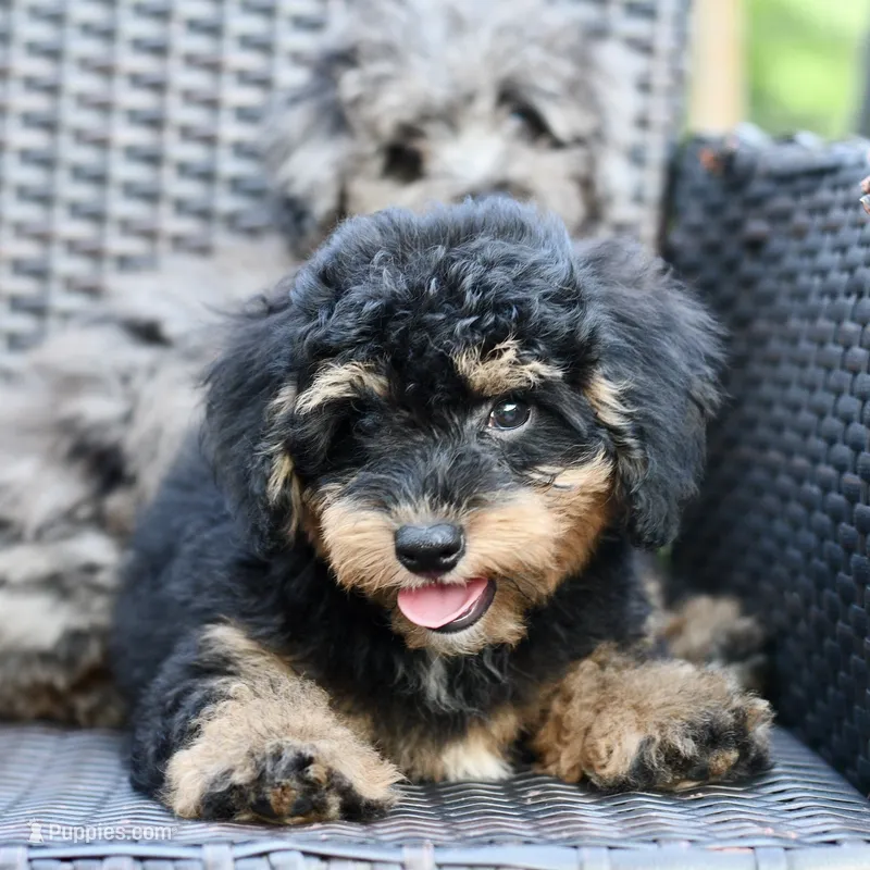 Milo – Poodle - Toy  puppy for sale in Bella Vista, AR