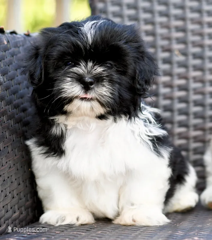 Jack – Shih Tzu puppy for sale in Bella Vista, AR