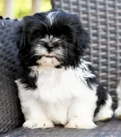 Jack, a male Shih Tzu for sale in Bella Vista, AR – 7 of 10
