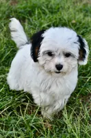 Bandit , a male Cavapoo for sale in Bella Vista, AR – 9 of 10