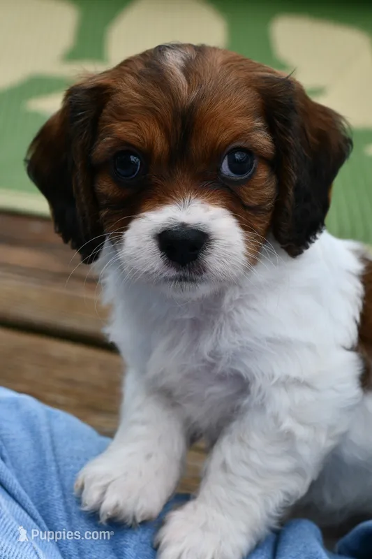 Penny – Cavapoo puppy for sale in Bella Vista, AR