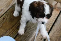 Lilly, a female Cavapoo for sale in Bella Vista, AR – 7 of 8