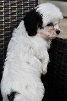 Bandit 3lbs, a male Cavapoo for sale in Bella Vista, AR – 5 of 10