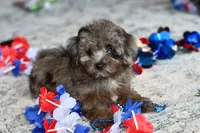 Penny, a female Poodle - Toy  for sale in Bella Vista, AR – 4 of 10