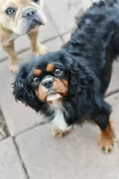 Sydney, a female Cavapoo for sale in Bella Vista, AR – 10 of 10