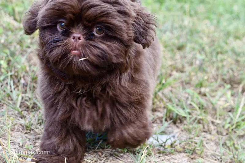 Tootsie – Shih Tzu puppy for sale in Bella Vista, AR
