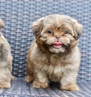 Teddy, a male Shih Tzu for sale in Bella Vista, AR – 2 of 8