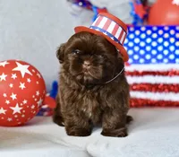 Tootsie, a female Shih Tzu for sale in Bella Vista, AR – 2 of 4