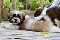 Gizmo, a male Shih Tzu for sale in Bella Vista, AR – 3 of 10