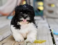 Jack, a male Shih Tzu for sale in Bella Vista, AR – 8 of 10