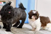 Lucy, a female Shih Tzu for sale in Bella Vista, AR – 3 of 9