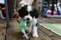 Lilly, a female Cavapoo for sale in Bella Vista, AR – 6 of 8