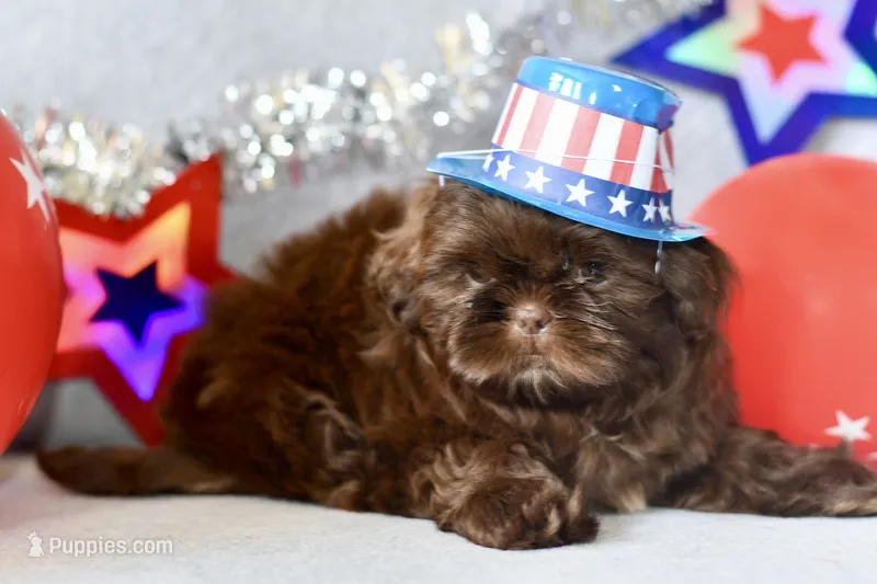 Tootsie – Shih Tzu puppy for sale in Bella Vista, AR