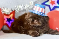 Tootsie, a female Shih Tzu for sale in Bella Vista, AR – 1 of 4