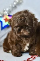 Cocoa , a female Shih Tzu for sale in Bella Vista, AR – 4 of 4