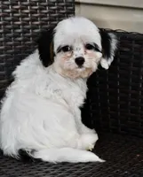Bandit 3lbs, a male Cavapoo for sale in Bella Vista, AR – 9 of 10