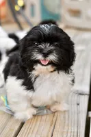 Jack, a male Shih Tzu for sale in Bella Vista, AR – 1 of 10