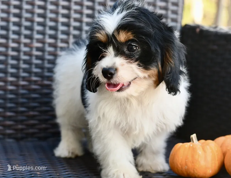 Charlie – Cavapoo puppy for sale in Bella Vista, AR