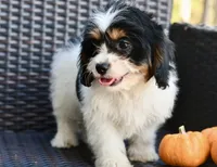 Charlie, a female Cavapoo for sale in Bella Vista, AR – 1 of 10