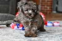 Penny, a female Poodle - Toy  for sale in Bella Vista, AR – 3 of 10