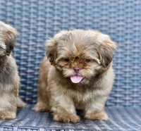 Teddy, a male Shih Tzu for sale in Bella Vista, AR – 7 of 8