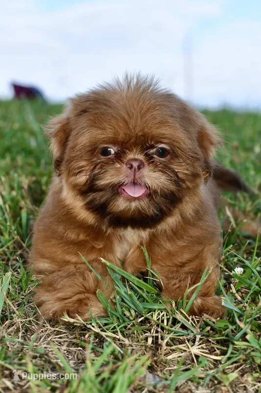 Rosey  – Shih Tzu puppy for sale in Bella Vista, AR