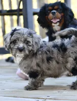 Luna, a female Cavapoo for sale in Bella Vista, AR – 2 of 10