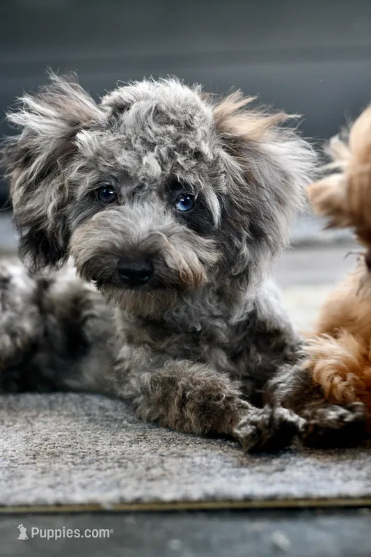 Penny – Poodle - Toy  puppy for sale in Bella Vista, AR