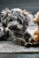 Penny, a female Poodle - Toy  for sale in Bella Vista, AR – 1 of 10