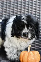Pepper, a female Cavapoo for sale in Bella Vista, AR – 5 of 10