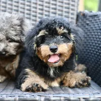 Milo, a male Poodle - Toy  for sale in Bella Vista, AR – 3 of 10