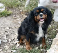 Charlie, a female Cavapoo for sale in Bella Vista, AR – 10 of 10