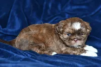Boots, a male Shih Tzu for sale in Bella Vista, AR – 6 of 8
