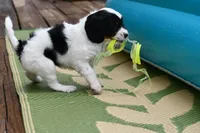 Winnie, a female Cavapoo for sale in Bella Vista, AR – 8 of 9