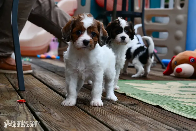 Ginger – Cavapoo puppy for sale in Bella Vista, AR