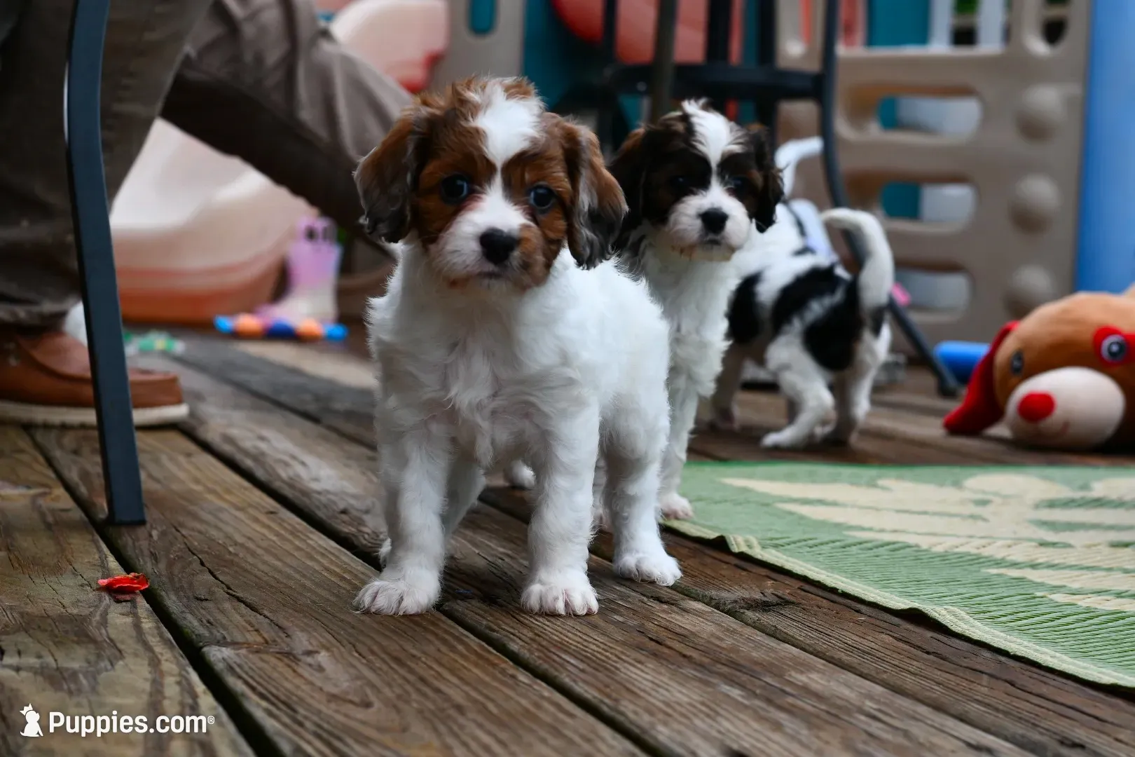 Ginger, a female Cavapoo for sale in Bella Vista, AR – 1 of 7