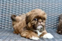 Lola, a female Shih Tzu for sale in Bella Vista, AR – 3 of 7