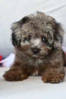 Penny, a female Poodle - Toy  for sale in Bella Vista, AR – 5 of 10