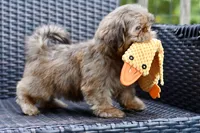 Teddy, a male Shih Tzu for sale in Bella Vista, AR – 6 of 8